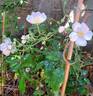 Alden Biesen ® rose photo