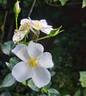 Escimo rose photo