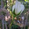 Irina Bondarenko rose photo