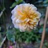 Port Sunlight rose photo