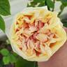 Gloire de Dijon rose photo
