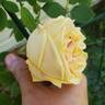 Gloire de Dijon rose photo