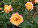 Apricot Clementine ® rose photo