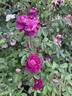 Nuits de Young rose photo