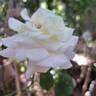 Irina Bondarenko rose photo