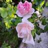 Pink Eureka rose photo
