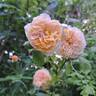 Crown Princess Margareta rose photo