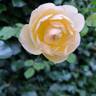 Wollerton Old Hall rose photo