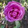 Catherine de Médicis rose photo