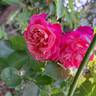 Agnes B rose photo
