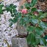Charmant ™ rose photo