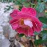 Charmant ™ rose photo