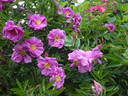 Dart's Defender rose photo