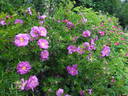 Dart's Defender rose photo