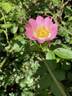 Sweet Briar rose photo