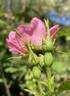 Sweet Briar rose photo