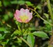 Sweet Briar rose photo