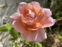 Belle Story rose photo