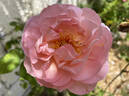 Belle Story rose photo