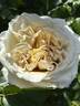 Aubade rose photo