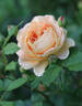 Graham Thomas rose photo