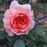 Double Easy Orange rose photo