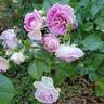 Arctic Blue ™ rose photo