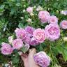 Arctic Blue ™ rose photo