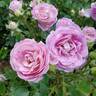 Arctic Blue ™ rose photo