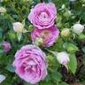 Arctic Blue ™ rose photo