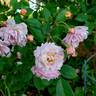 Cornelia rose photo