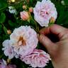 Cornelia rose photo