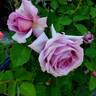 Love Song rose photo