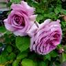 Love Song rose photo