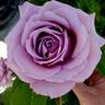 Love Song rose photo
