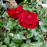 Forever Yours rose photo