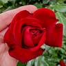 Forever Yours rose photo