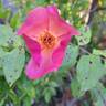 Morning Mist rose photo