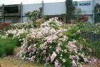 Millie Fleurs rose photo