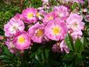 Millie Fleurs rose photo