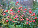 Millie Fleurs rose photo