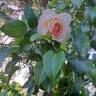 Gruaud Larose rose photo