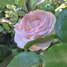 Gruaud Larose rose photo