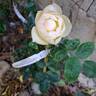 Wollerton Old Hall rose photo