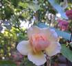 Grace ® ™ rose photo