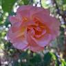 Message d'Espoir rose photo