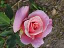 Apricot Queen rose photo