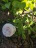 Botzaris rose photo