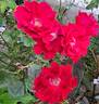 Vittel rose photo