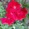 Vittel rose photo